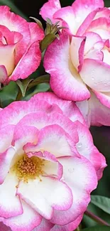 Close-up of vibrant pink and white rose flowers in bloom.