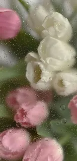 Beautiful pink and white tulips with water droplets on glass.