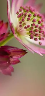 Purple flower wallpaper with green and pink accents.