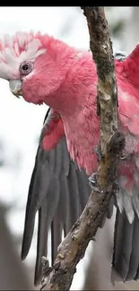 Mobile wallpaper of a pink bird in flight with vibrant feathers and rich details.