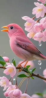 Pink bird on a cherry blossom branch with dew drops.