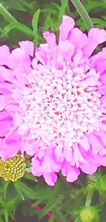 Close-up of a vibrant pink flower amid fresh green foliage.