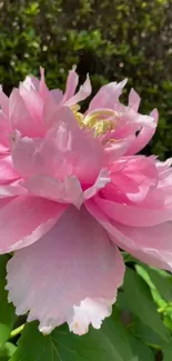 Close-up of pink flower petals with green leaves in the background.