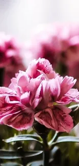 Vibrant pink carnation blooms in focus with a soft, natural background.