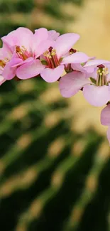 Pink flowers against a green blurred background