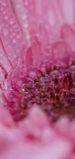 Close-up of a pink blossom with dewdrops highlighting its texture.