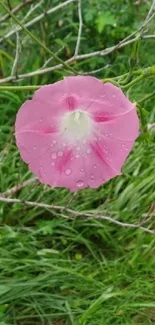 Dew-kissed pink flower against green grass.