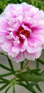 Beautiful pink flower with green leaves.