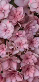 Pink floral wallpaper with vibrant blossoms and delicate petals.