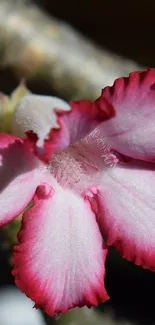 Pink flower with white center petals in sunlight.