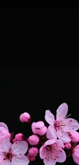 Minimalist wallpaper with pink cherry blossoms on black background.