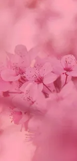 Pink blossom wallpaper with soft spring flowers.