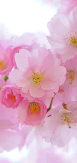 Pink flowers in bloom with delicate petals.