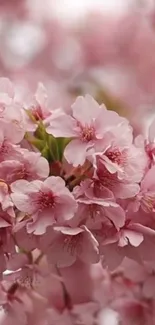 Beautiful pink blossom in full bloom.