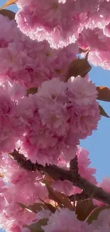 Pink blossom flowers against a blue sky, perfect for mobile wallpaper.