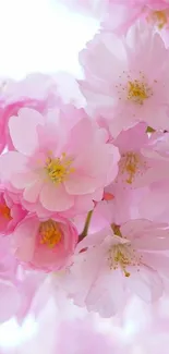 Beautiful pink cherry blossoms wallpaper with soft pastel colors.