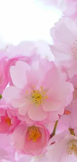 Serene pink cherry blossom mobile wallpaper.