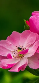 Beautiful pink flower with green background wallpaper.