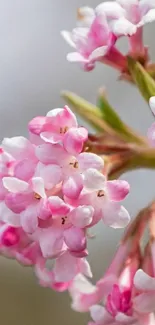 Close-up of pink blossom flowers against soft background.