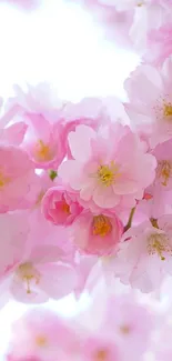 Beautiful pink cherry blossom mobile wallpaper.