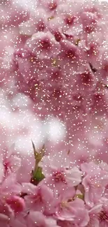 Pink cherry blossom wallpaper with snowflake overlay.