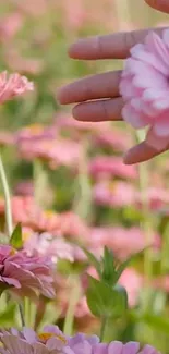 Hand touching pink flowers in a serene field wallpaper.