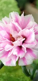 Vibrant pink flower with green leaves wallpaper.