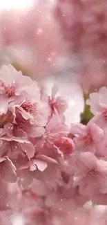 Mobile wallpaper of pink cherry blossoms in full bloom.