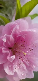 Close-up of pink flower with dewdrops