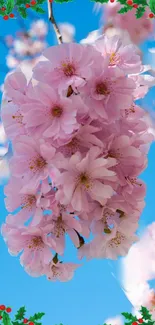 Beautiful pink cherry blossoms on a vibrant blue sky background, framed by green holly.