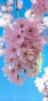 Pink cherry blossoms against a blue sky.