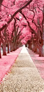 Pink blossom trees lining a tranquil path.