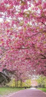 Pink cherry blossom pathway in a spring park setting.