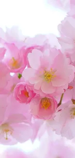 Pink blossoms wallpaper with delicate floral design