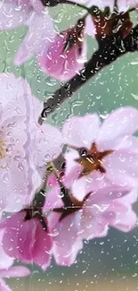 Pink cherry blossoms with rain droplets on a branch.