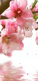 Pink cherry blossom reflection on water, serene and elegant.