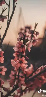 Pink blossoms against a sunset backdrop, creating a serene mobile wallpaper.