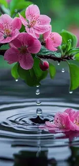 Pink blossoms reflecting in water with droplets.