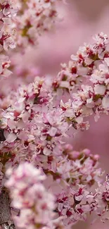 Close-up of pink blossoms with a green beetle in natural setting.