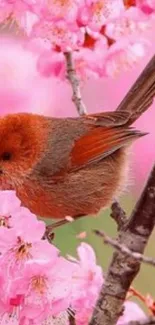 Bird perched among vibrant pink blossoms on a tree branch.