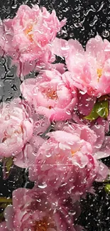 Delicate pink blossoms adorned with raindrops.
