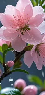 Pink blossoms with raindrops, serene nature wallpaper.