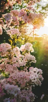 Bright pink blossoms glow in the warm, golden sunlight of a serene nature scene.