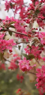 Vibrant pink cherry blossoms against a soft background.