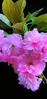 Pink blossoms with green leaves on black background mobile wallpaper.