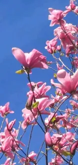 Vibrant pink magnolia flowers under a clear blue sky.