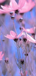 Pink flowers and buds, serene blue background.