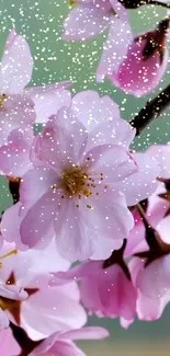 Beautiful pink cherry blossoms with sparkling accents on a serene green background.