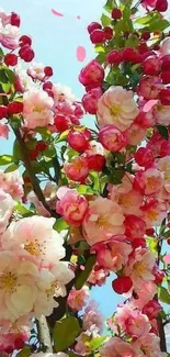 Vibrant pink blossoms under clear blue sky.