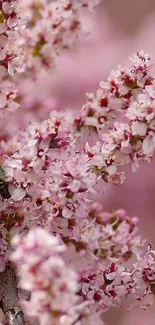 Close-up of pink blossoms with green beetle on a tree branch.